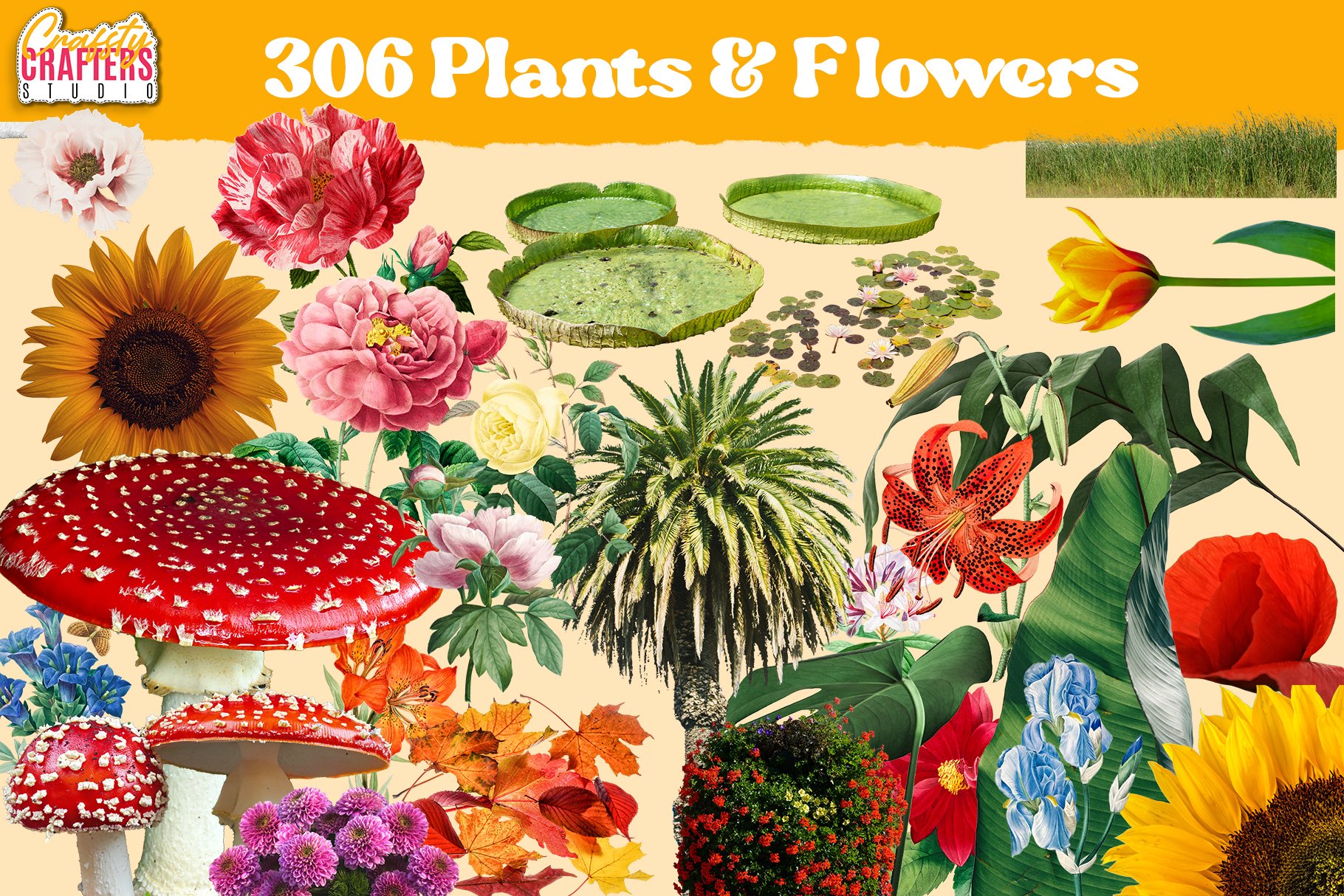 plants-flowers-